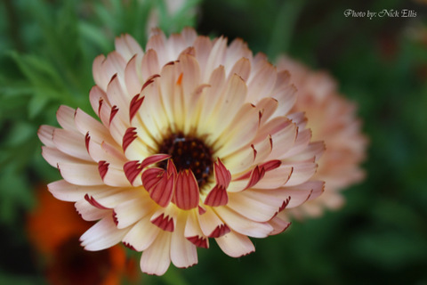 Flower Opening