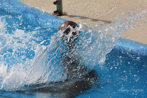 Seal Performing