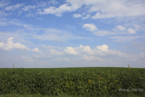 Indiana Soybean