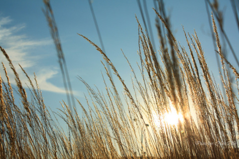 Tall Grass