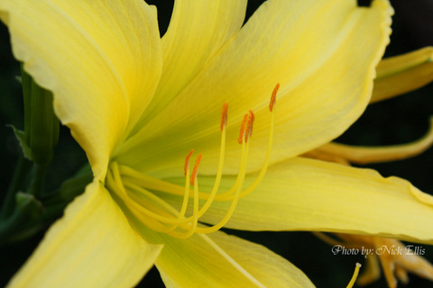 Yellow Flower